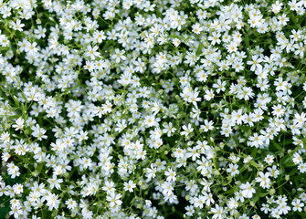 Obraz na płótnie Canvas small white flowers on lawn