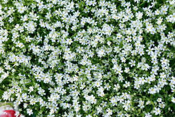 small white flowers on lawn