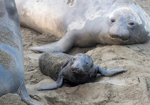 Newborn Northern Elephant Seal Pup and Mother on Beach