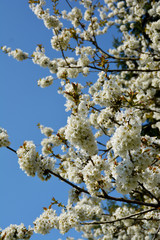 Blühender Kirschbaum, Kirschblüten