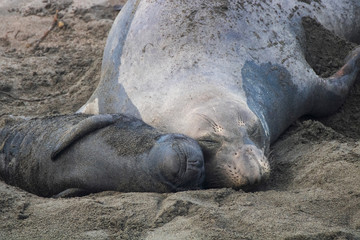 Newborn Seal Pup and Mother Sleep on Beach with Smiles