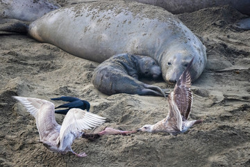Northern Elephant Seal Mother and Newborn Pup with Gulls on Beach