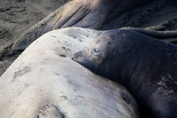 Baby Elephant Seal Pup Rests Chin on Mother in Close Up Profile