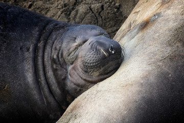 Fototapeta premium Close Up Face Baby Elephant Seal Pup Sleeping on Mother