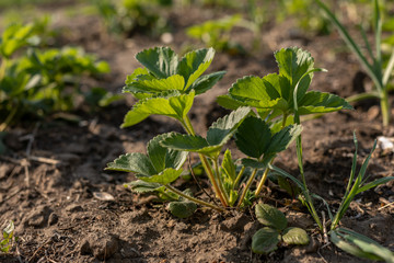 a strawberry bush in early spring