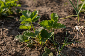 a strawberry bush in early spring