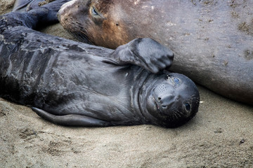 Newborn Northern Elephant Seal Pup Looks Into Camera