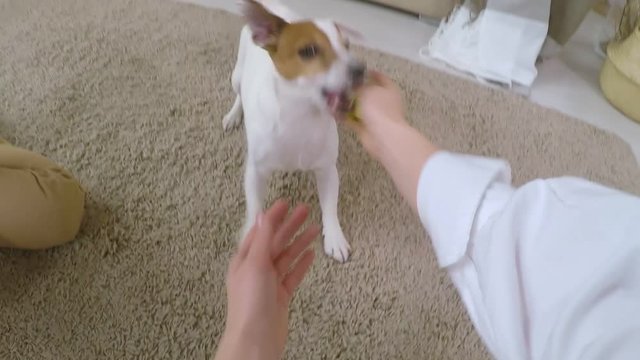 POV Shot Of Woman Throwing Ball Toy And Playing With Excited Jack Russel Terrier Dog While Sitting With Little Daughter On Carpet In The Living Room At Home