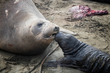 Mother and Pup Elephant Seal Bond Immediately After Birth