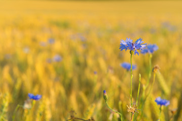 Corn flowers in grain field