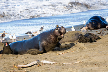Male Northern Elephant Seal Charges Across Sand - 341478945