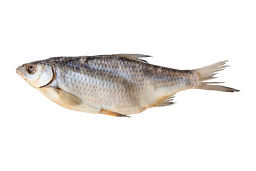 one dried fish on a white background for your menu design or bar advertisement