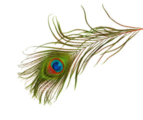 Peacock feather isolated on white background, Fluffy and colorful Peacock feather.