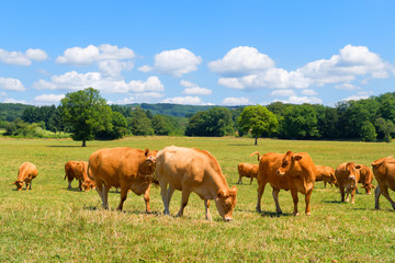 Fototapeta na wymiar Limousine cows in France