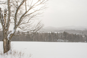Roadside tree, fields, hills