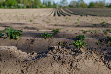 Agricultural field, soil and growing of plants.