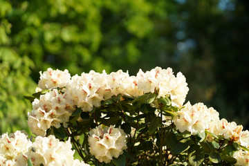 Rhododendrons - dendrological garden in Glinna, Poland