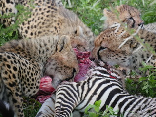 cheetah and cubs eating Zebra
