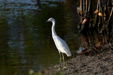 Alert snowy egret on Sanibel Island