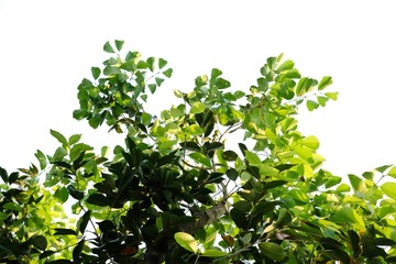 Tropical tree leaves with branches on white isolated background for green foliage backdrop 