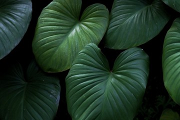 Tropical fern leaves growing in botanical garden with green color pattern and dark light background 
