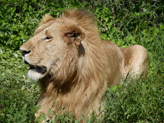 lion in the grass
