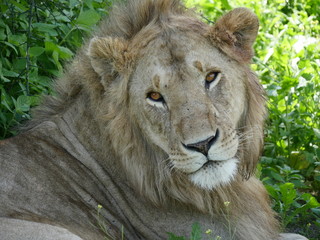 portrait of a lion