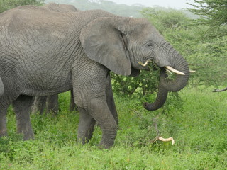 Fototapeta na wymiar elephant trunks