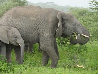 elephant trunks