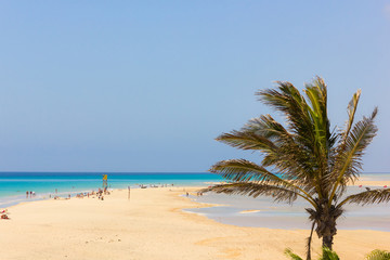 Langer Sandstrand mit türkisfarbenem Wasser und kleiner Lagune an den Seiten und Palme im Vordergrund. Touristen genießen die Naturlandschaft am Meer auf Fuerteventura. Sommerferien-Zielkonzept