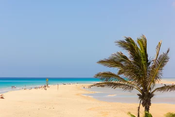 Foto auf Acrylglas Strand Sotavento, Fuerteventura, Kanarische Inseln Langer Sandstrand mit türkisfarbenem Wasser und kleiner Lagune an den Seiten und Palme im Vordergrund. Touristen genießen die Naturlandschaft am Meer auf Fuerteventura. Sommerferien-Zielkonzept