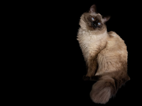 Sacred Birman Cat white background isolated