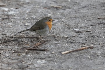 European robin, Erithacus rubecula, on a forest way
