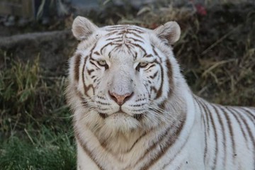 portrait tigre blanc