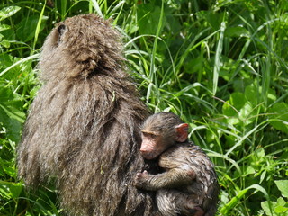 Baboon mother and child