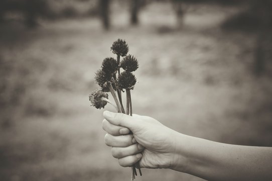 Cropped Hand Of Woman Holding Wilted Flowers