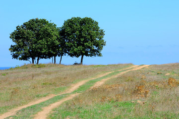 A few trees in a field against a blue sky. A country road winding through a field.