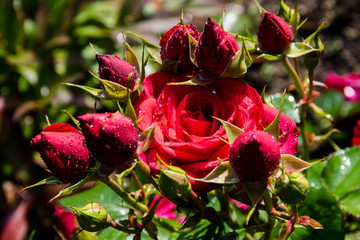 Wild red rose blooming in the garden. Rose close up background.
