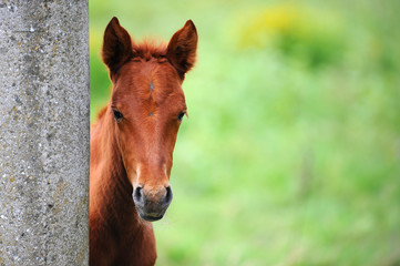 A curious red foal peeks out from behind the wall.