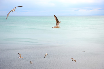 A flock of seagulls flies over the sea in windy weather.