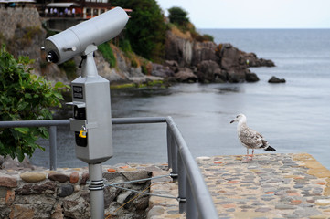 A Seagull looks at a telescope on the embankment.