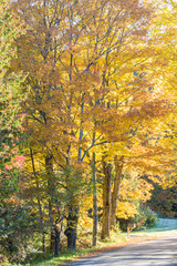 Sugar Maples on Country Road
