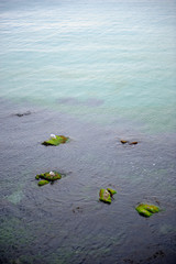 Seagulls sit on rocks overgrown with algae in the sea.