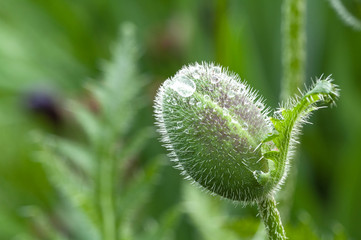A poppy Bud after a rain in the garden.