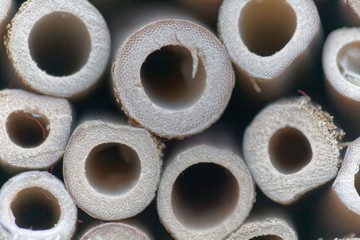 Macro photo of small sawn bamboo stems
