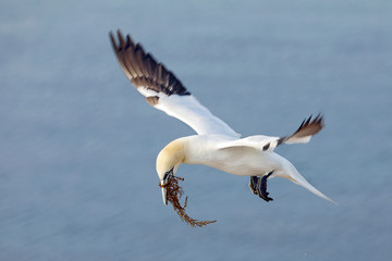Fototapeta na wymiar The northern gannet (Morus bassanus) seabird, coast of Helgoland island, Germany