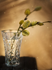 Willow twig in a vase
