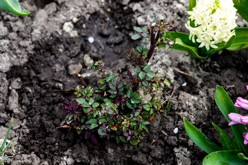 Watering and fertilizing young sprouts of rose seedlings Jamelia