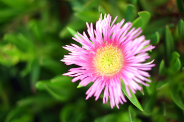 Pink flower with yellow center, blurred light green succulent like leaves in background (Delosperma). ...