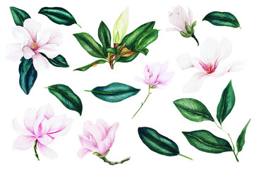 Fototapeta na wymiar Light pink magnolia flowers and leaves, watercolor collection